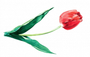 tulip-footer